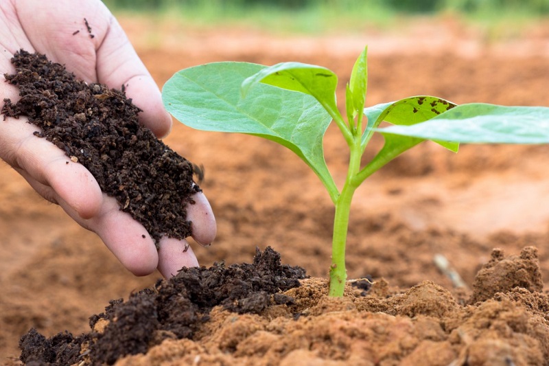 Biofertilizers: A Step Toward Eco-Friendly Agriculture