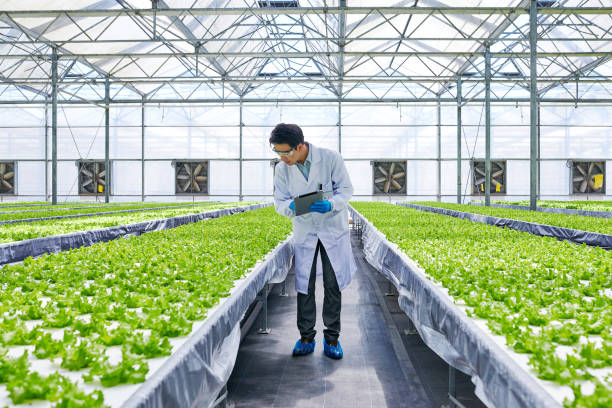 Genetically Modified (GM) Crops – Myths and Facts