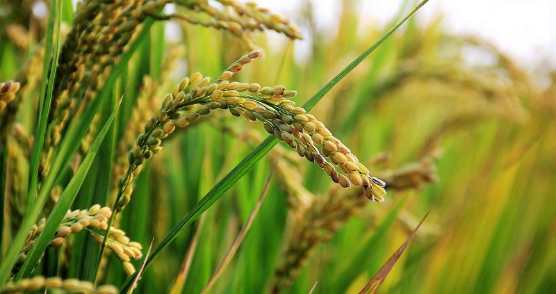 The Role of CRISPR in Crop Engineering